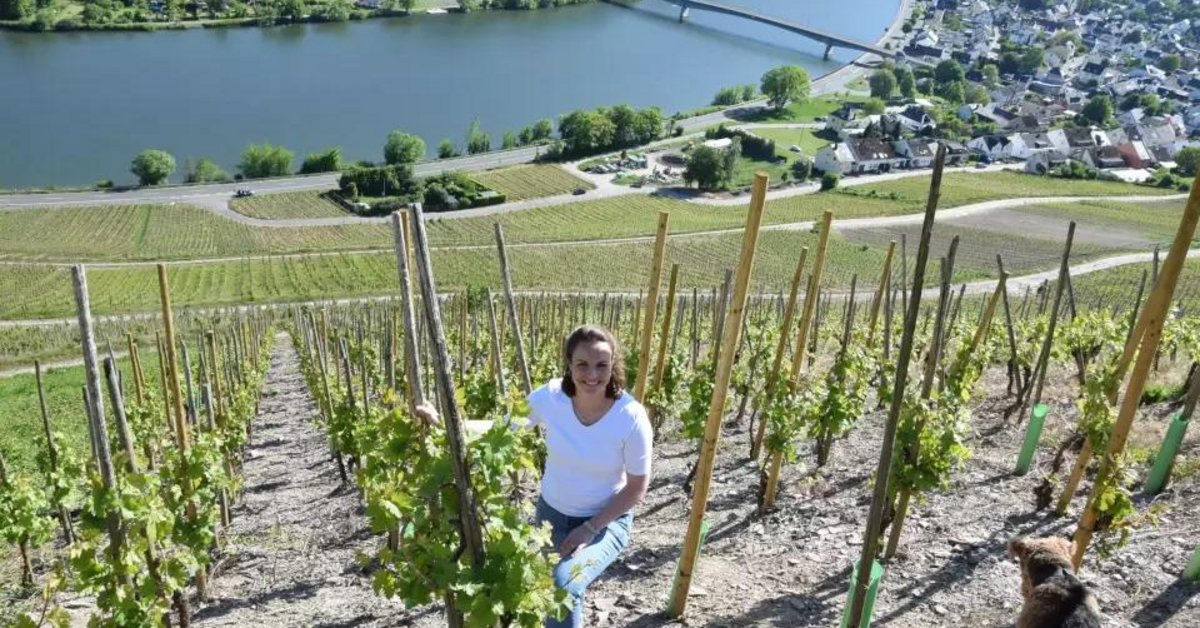 Deutsches Weininstitut: German wine news